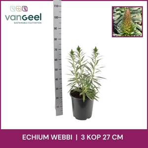 ECHIUM WEBBII