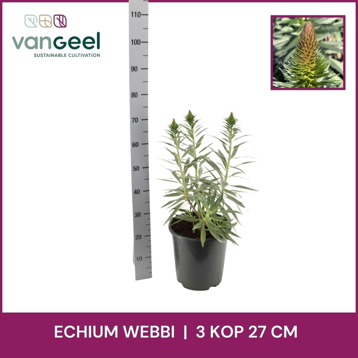 <h4>ECHIUM WEBBII</h4>