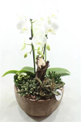 <h4>PH30 ARIZONA WHITE</h4>
