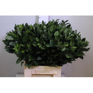 Ruscus Hypophyllum