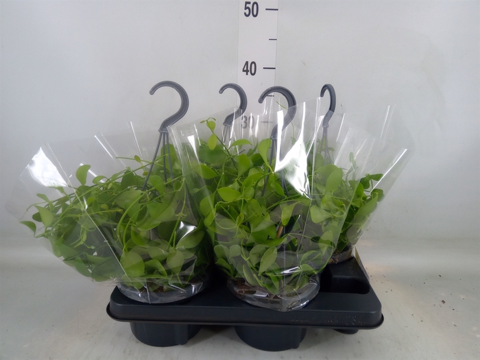 <h4>Dischidia oinantha</h4>