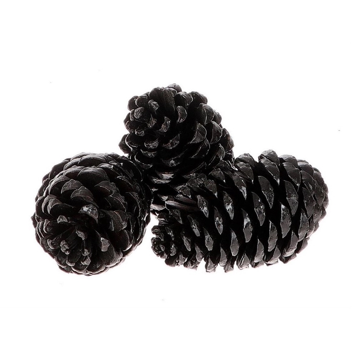 <h4>Pine cone Maritima 12cm x3</h4>