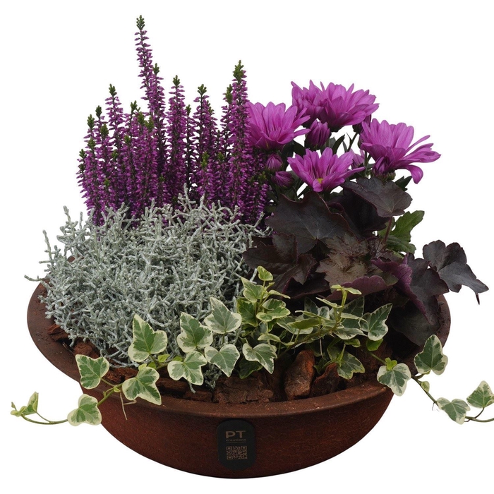 <h4>Arr.   Tuinplanten L%</h4>