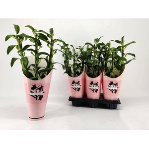 Dendrobium Nobile Apollon (Cites) 12Ø 50cm 3st 25f