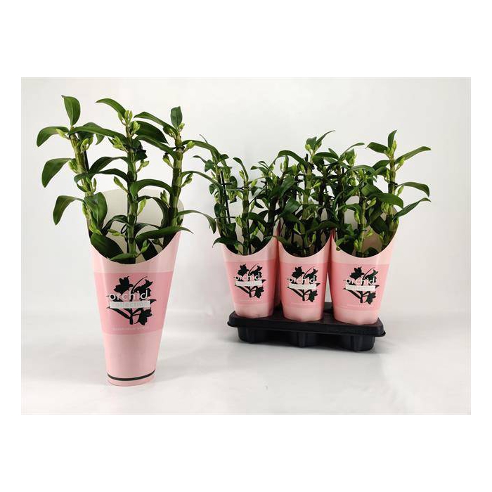 <h4>Dendrobium Nobile Apollon (Cites) 12Ø 50cm 3st 25f</h4>