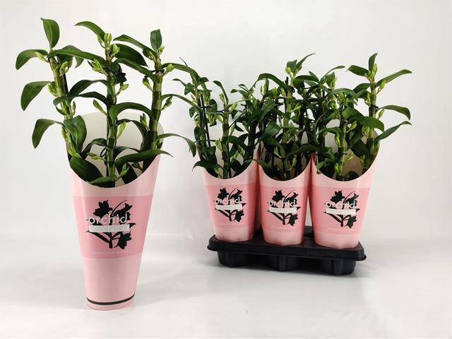 Dendrobium Nobile Apollon (Cites) 12Ø 50cm 3st 25f