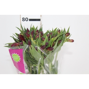 ALSTROEMERIA NATALYA 080 CM