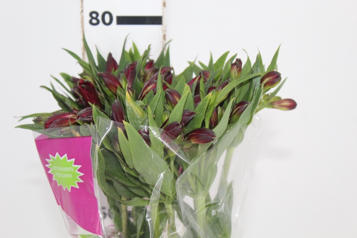 <h4>ALSTROEMERIA NATALYA 080 CM</h4>