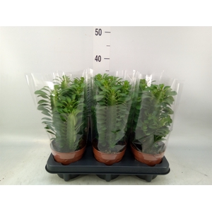 Euphorbia trigona