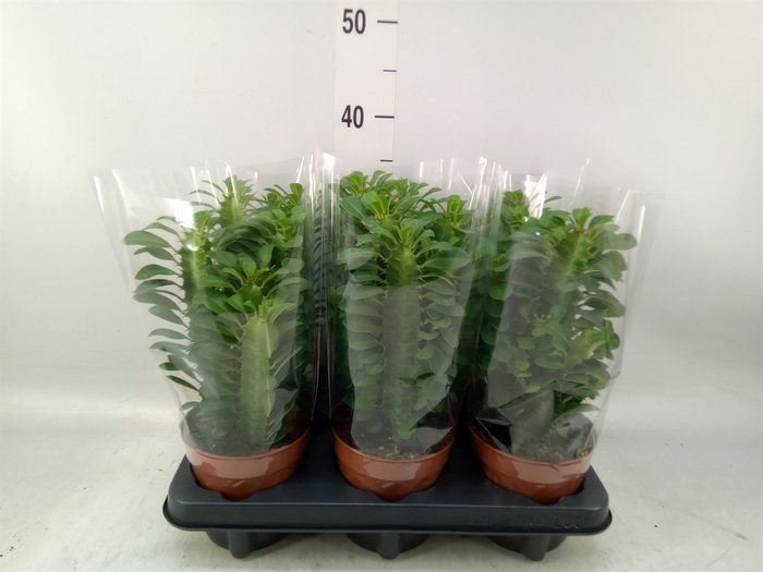 <h4>Euphorbia trigona</h4>