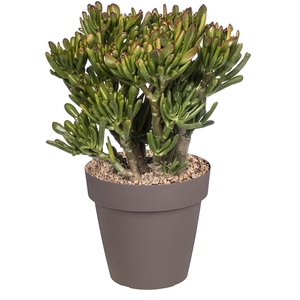 CRASSULA 'HOBBIT' - POT Ø 25 (SUCCULENTEN)