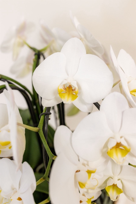 Phalaenopsis  'Elegant Cascade'