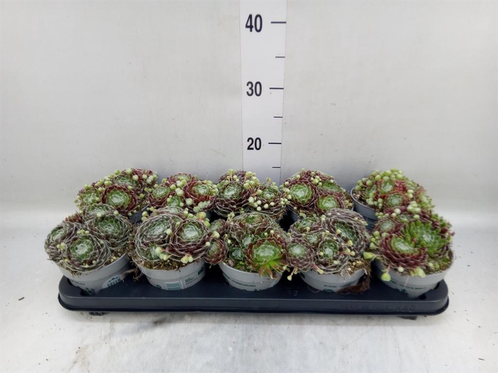 <h4>Sempervivum   ...</h4>