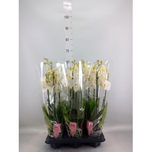 Phalaenopsis  'Ant Inverness'