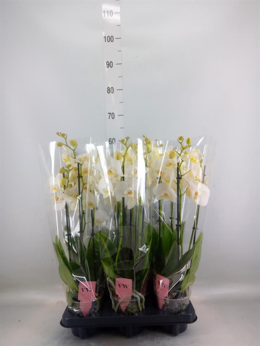 <h4>Phalaenopsis  'Ant Inverness'</h4>