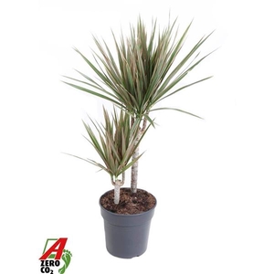 Dracaena marginata Bicolor