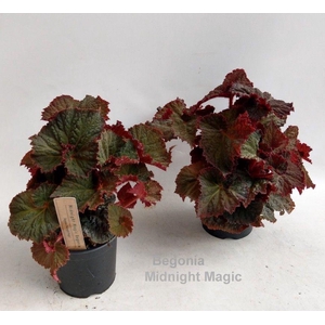 Begonia Midnight Magic 14cm