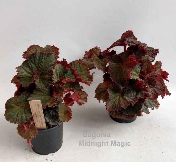 <h4>Begonia Midnight Magic 14cm</h4>