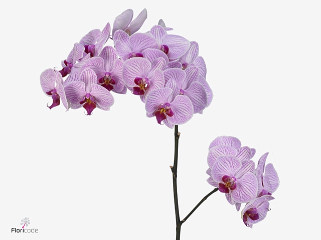 PHAL SHANGHAI