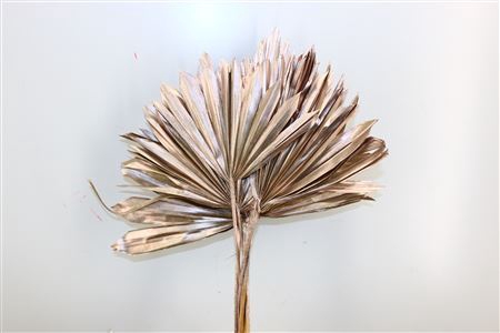 Dried Palm Sun 6pc Champagne Bunch