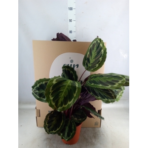Calathea  'Medallion'