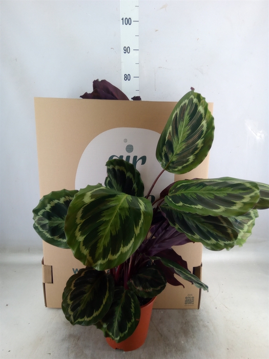 <h4>Calathea  'Medallion'</h4>