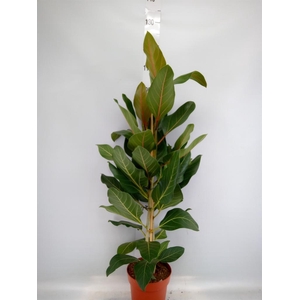 Ficus benghalensis 'Joy'