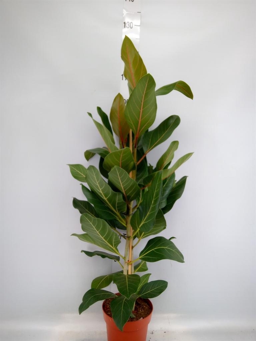 <h4>Ficus benghalensis 'Joy'</h4>