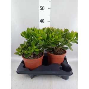 Crassula ovata 'Sunset'