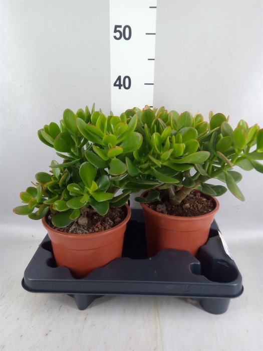 <h4>Crassula ovata 'Sunset'</h4>