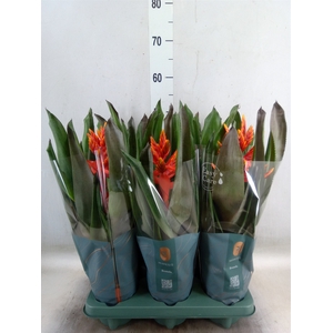 Aechmea  'Pepita Elegant Flames'