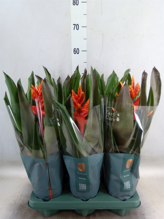 <h4>Aechmea  'Pepita Elegant Flames'</h4>
