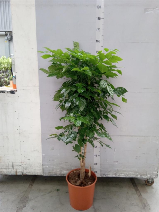 <h4>Radermachera sinica</h4>