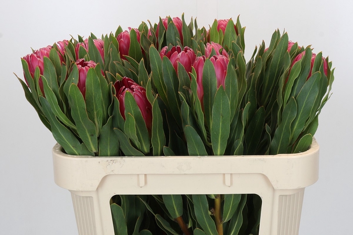 <h4>Protea Brenda</h4>