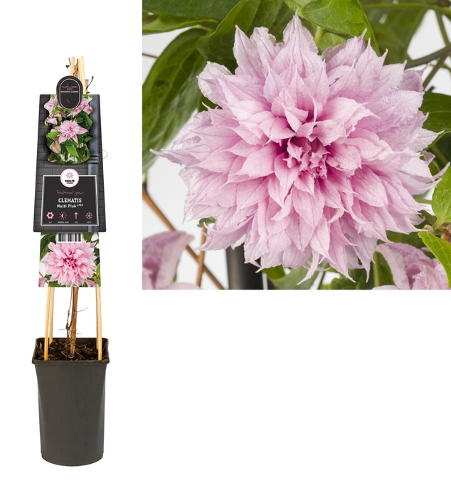 <h4>Clematis Multi Pink® PBR 3.0 label</h4>