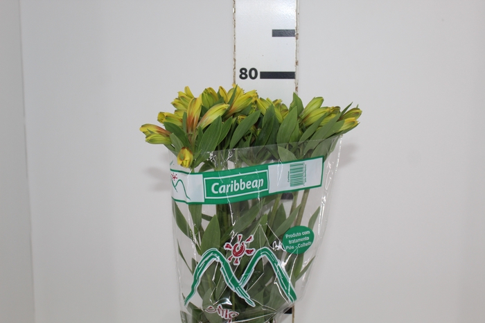 <h4>ALSTROEMERIA CARIBBEAN 080 CM</h4>