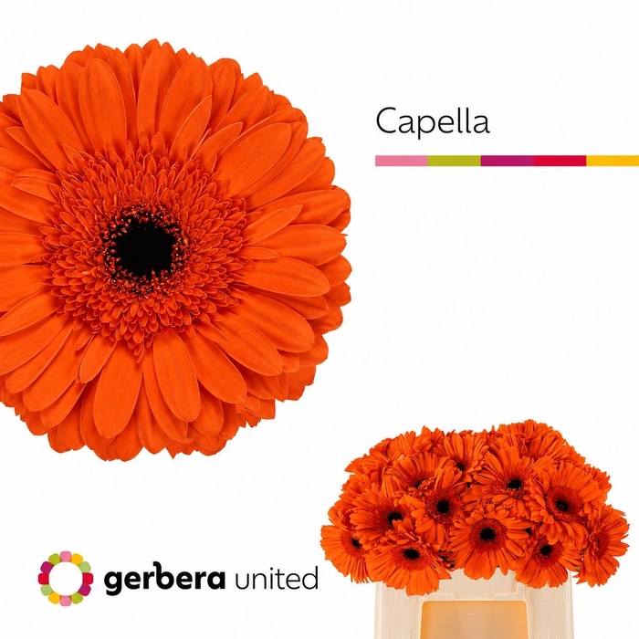 <h4>GERBERA CAPELLA GE GR CAPELLA</h4>