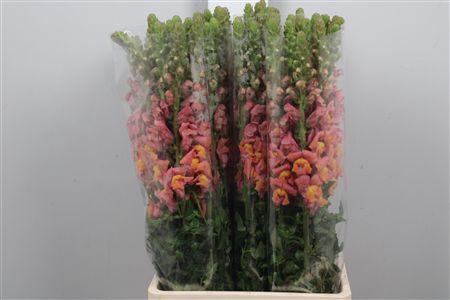 <h4>Antir It. Orange</h4>