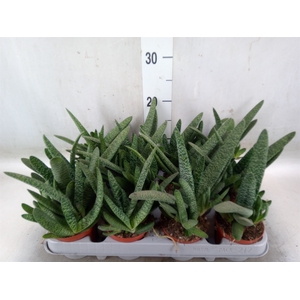 Gasteria carinata var. verrucosa