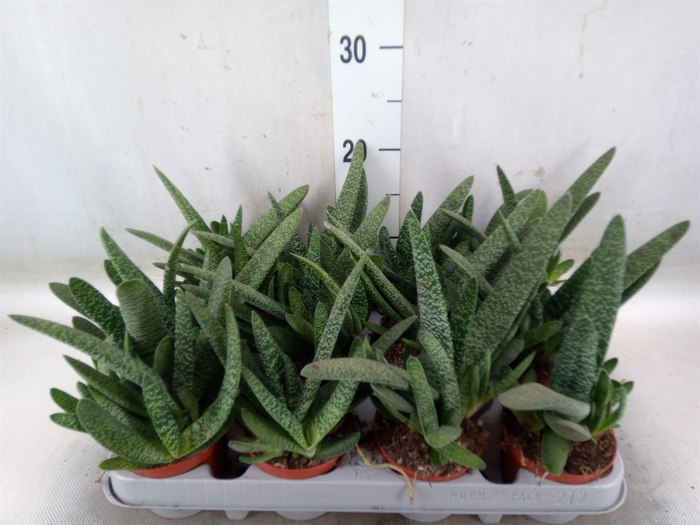 <h4>Gasteria carinata var. verrucosa</h4>