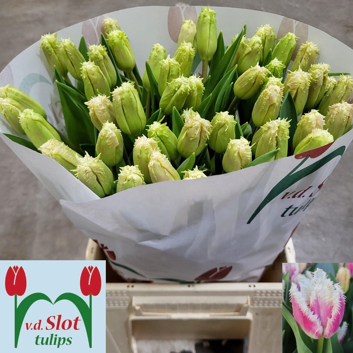 <h4>TU FR HAWAII</h4>