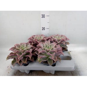 Echeveria   ...