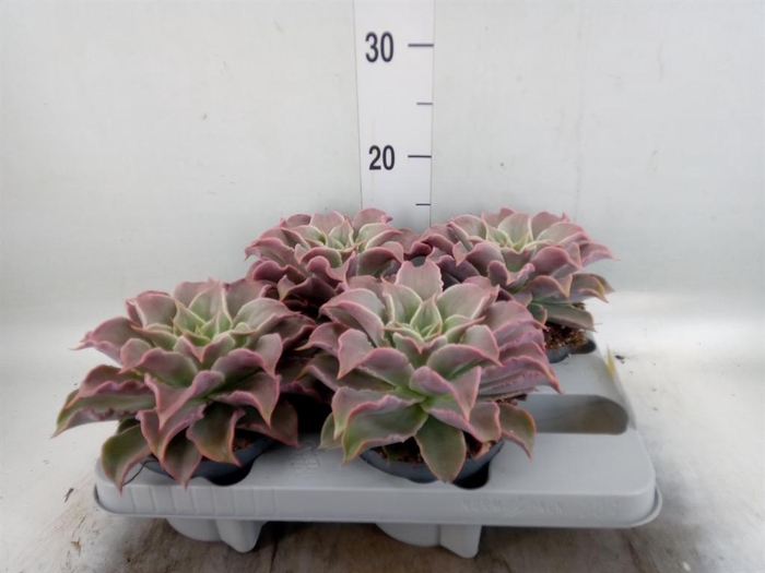 <h4>Echeveria ...</h4>