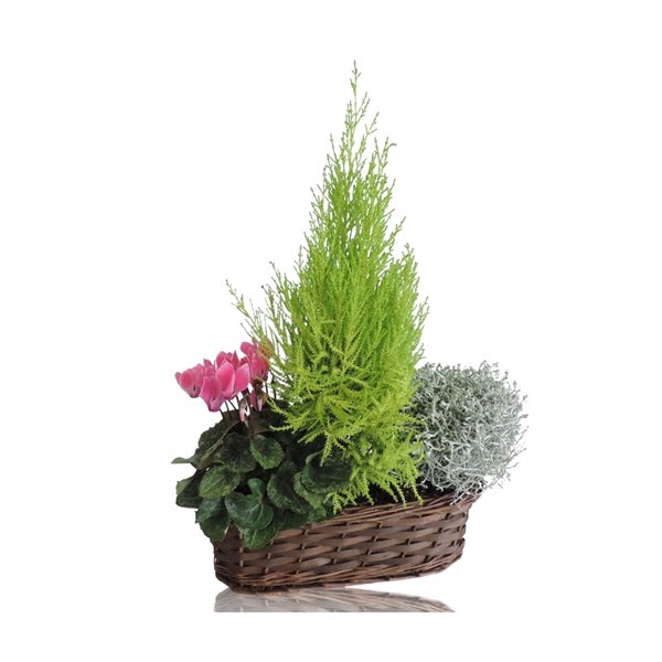 <h4>Collectie Hanoi Arrangement in Mand Ovaal 30 cm</h4>