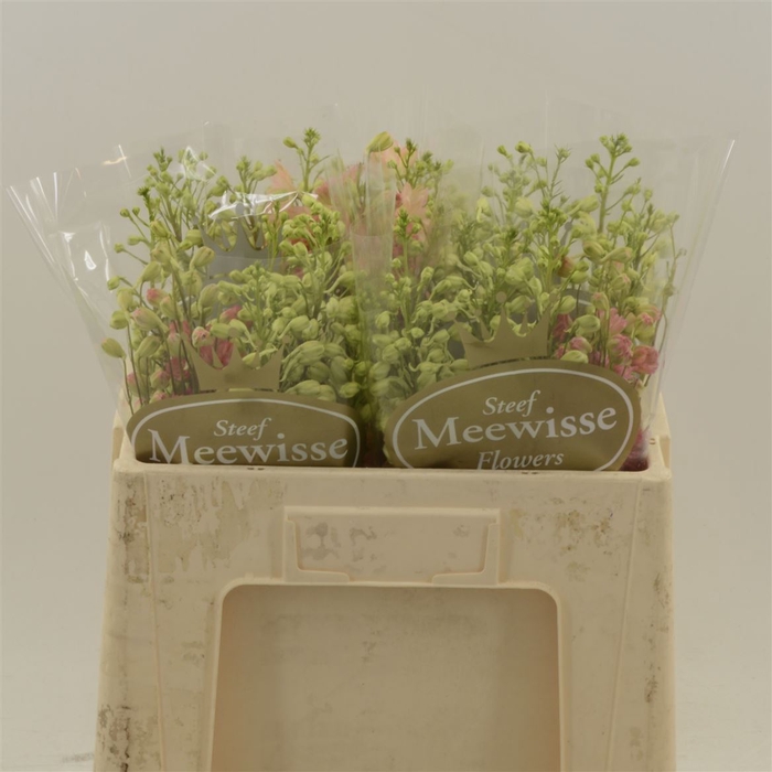 <h4>Delphinium Princess Caroline</h4>