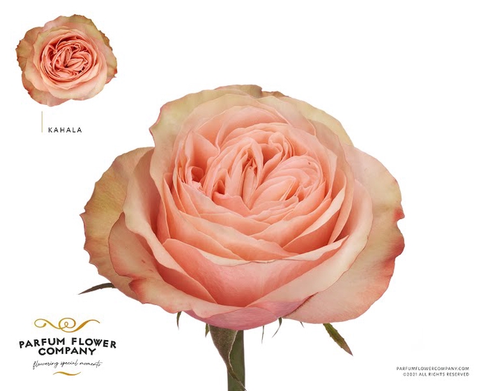 <h4>Rosa Garden Kahala</h4>