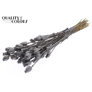 Papaver per bunch Metallic Graphite