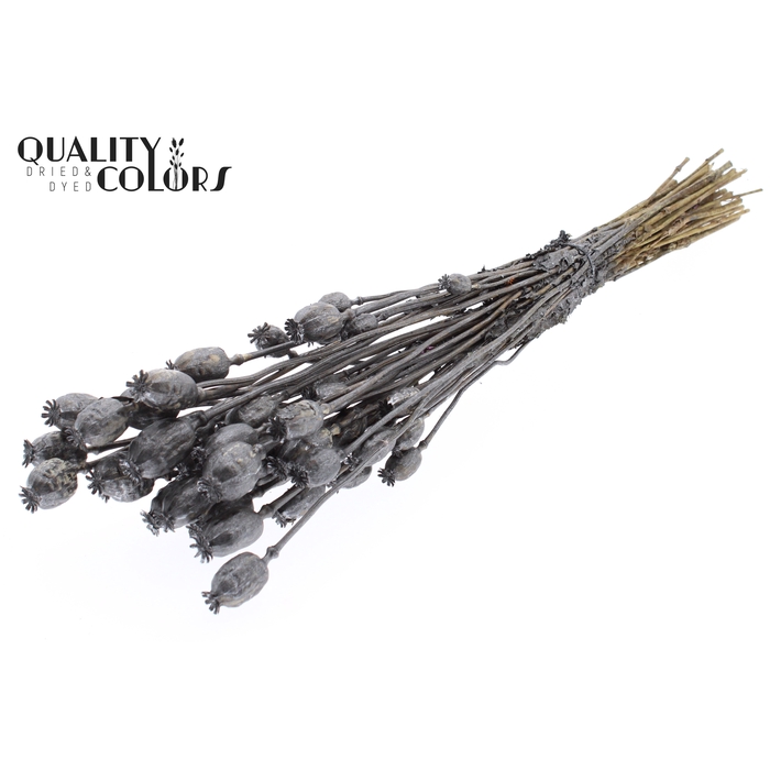<h4>Papaver per bunch Metallic Graphite</h4>