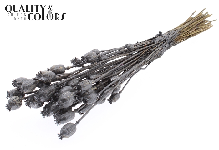 Papaver per bunch Metallic Graphite