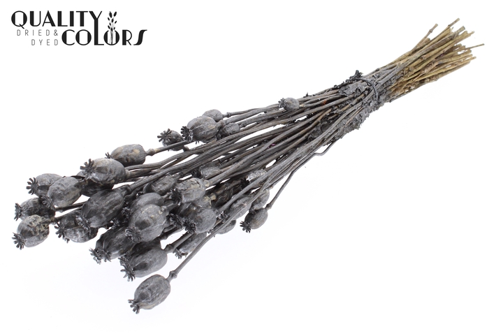 <h4>Papaver per bunch Metallic Graphite</h4>